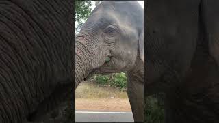 Elephant Stop Vehicle #elephant #animals #wildlife #shorts #ceylon #tusker #elephantattack #diseased