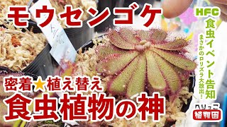 【初心者さん向け】モウセンゴケの植え替えで大切な事全部土居先生に聞いてみた。【食虫植物 Drosera・ドロセラ】おまけロリズラ！兵庫県立フラワーセンターの2021年6月の食虫イベント2件について。