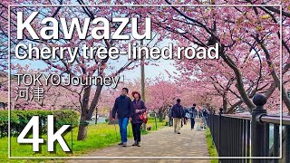 [4K] Kawazu Cherry blossom - A row of cherry blossom trees along the river