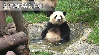 《熊猫早晚安》愛洗澡的美女胖達| iPanda