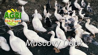 “MUSCOVY DUCK” Ep.54 AGRI Ako D’yan