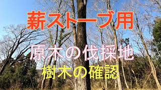 薪ストーブ用　伐採予定の原木確認