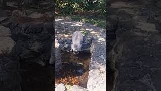 猫。水の飲み方が独特の猫