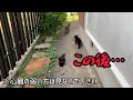 【閲覧注意】子猫ほのぼの動画が一瞬で体をのけぞりたくなる恐怖映像に変わる決定的瞬間