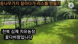 등나무가지잘라서 리스틀 만들기 치유농장 꽃다비팜400평 등나무터널 치유농업프로그램 준비 치유농업사