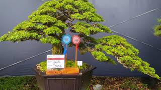 Bonsai beautiful made in INDONESIA part 4