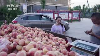 [中国三农报道]新疆：无人售货 一吨桃子一天卖完|农业致富经 Agriculture And Farming