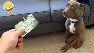 Funniest Animals 2023 🤩😂 Best Dogs and Cats Videos of The Month 🐶😻