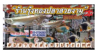 ร้านรุ้ง​ทอง​ ปลา​สวยงาม​ 🐟(20/11​/2024)​Ep.71