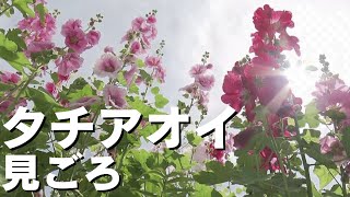 「高知市で色とりどりのタチアオイの花が見頃」2024/5/20放送