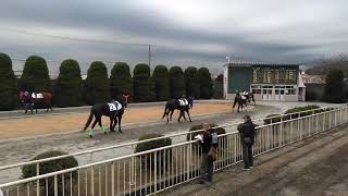 姫路競馬場　2020年1月28日　第4Rパドック