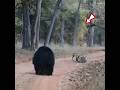 Tiger vs Sloth bear video taken by Naman Agarwal