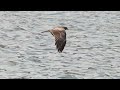 1110920 the black kite circling around keelung harbor.