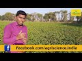 આ પાકના અવશેષ પશુઓ માટે જોખમી પશુપાલન animal husbandry agriscience