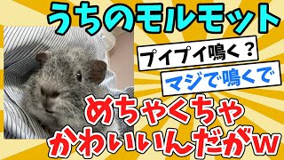 【2ch面白いスレ】うちのモルモット、めちゃくちゃかわいいんだがｗ