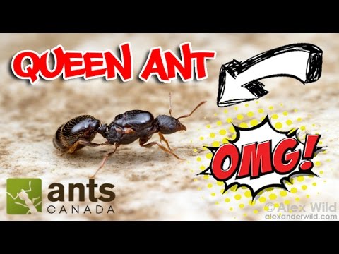 How to Catch A Queen Ant How to Catch A Queen Ant