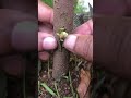 T-Cut Avocado Tree Grafting | Expert Techniques for Successful Grafting #grafting