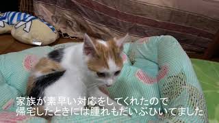 子猫の顔が腫れてた件 Kitten's face was swollen