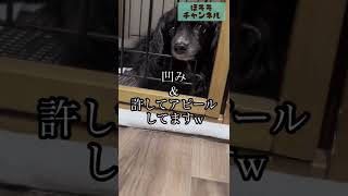 怒られた直後でも、お調子者が出ちゃう愛犬