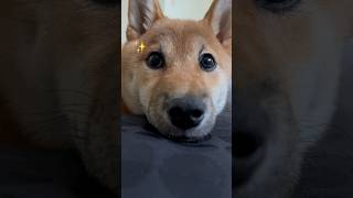 【生後6ヶ月柴犬】#shorts #short #shibainu #柴犬 #犬のいる暮らし #犬のいる生活 #柴犬もも