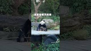 圓仔：吃哪個比較不會胖？哎呀 減肥是明天的事 #貓熊 #圓仔 #panda