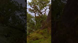 Ancient Trees: Living for Thousands of Years in Telugu