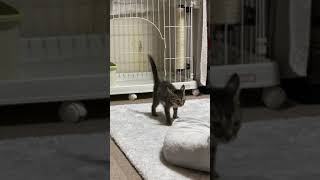 たらおダッシュ！がんばる子猫#Shorts