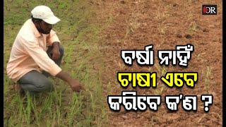 ବର୍ଷା ନାହିଁ ବୋଲି ଚାଷୀ ହତାଶ |Koraput| Farmers | Odisha Reporter