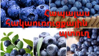 Հապալասը ունի հակաուռուցքային ,ուղեղի աշխատանքը բարելավվող հատկություն🫐🫐🫐🫐🫐