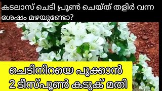 കടലാസ്   ചെടി    പ്രൂൺചെയ്ത്   തളിര്   വന്ന് കഴിഞ്ഞാൽ   എന്തെല്ലാം ശ്രദ്ധിക്കണം