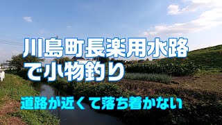 川島町長楽用水路で小物釣り　道路が近くて落ち着かない