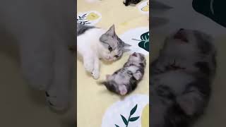 悪夢にうなされてる子猫を抱きしめる母猫