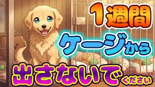 【犬 ケージ】迎えたばかりの子犬は１週間ケージから出さないで下さい！