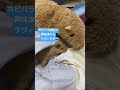 【初対面】カピバラ師匠に興味津々なテディモルモットଘ♡ଓ ラヴィ shorts テディモルモット カピバラさん なかよし