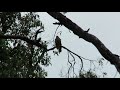 Brown Goshawk Calling