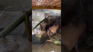 Capybaras are delighted with the hot springs