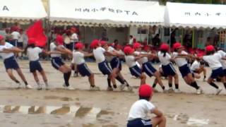 小学校の運動会 綱引き 赤組です