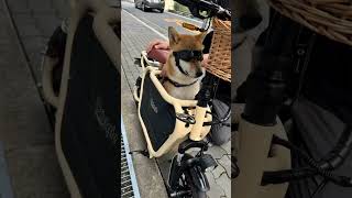 犬＋電動バイク ＋撮影  🛵💨🐶