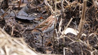 自然環境保全センター 自然観察園のカシラダカ　その９４（4K60P動画）