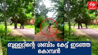 ബുള്ളറ്റിന്‍റെ ശബ്ദം കേട്ട് ആന ഇടഞ്ഞു; തളച്ചത് മണക്കൂറുകൾ നീണ്ട ശ്രമത്തിനൊടുവിൽ