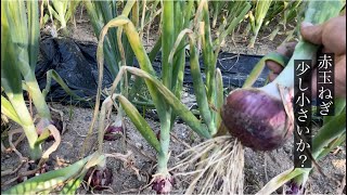 家庭菜園　収穫が始まった赤玉ねぎは少し小さめ　ボカシのエダマメとトウモロコシ、レタスは問題無さそうですが　ボカシのスイカはヤバい