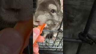 おはぎASMR 手作りおやつ編 #おはぎ成長日記 #ペット #chinchilla #チンチラのいる暮らし #バズりたい #かわいい