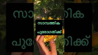 സാമ്പത്തിക പുരോഗതിക്ക് #shortsfeed #malayalam #malayalamqoutes #shortsviral #shortvideos