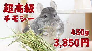 数量限定！1袋3,850円の高級すぎるチモシーをチンチラにあげてみた！