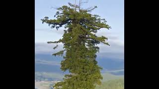 World tallest tree in #california | Height 115 m | Age 800 yrs old #video