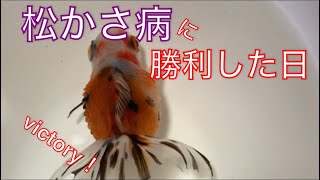 《金魚》松かさ病の治療の記録