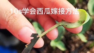 10s学会西瓜嫁接方法，简单易学