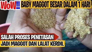 Cara Merawat Baby Maggot Cepat Besar Dengan Media Penetasan Telur BSF Berkualitas