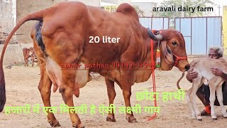 ❗20 liter milk❗female calf  💫 gir cow💫 @aravalidailyfarm