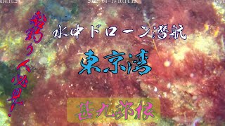 東京湾　水中ドローン　甚九郎根　船釣り人必見！